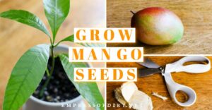 FB1-Grow-Mango-Seed-v1-1.jpg