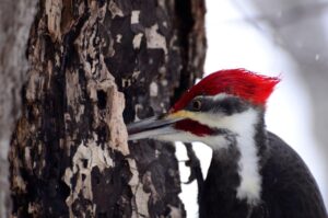 Pileated-Woodpecker-Male-LM_DSC0957.jpg