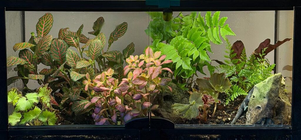 terrarium-4145.jpg