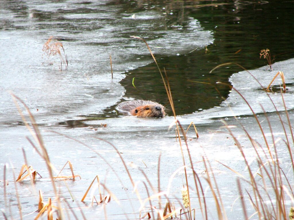 Beaver-swimming-spring-Algonquin.jpg