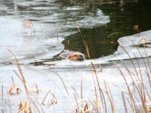 Beaver-swimming-spring-Algonquin.jpg