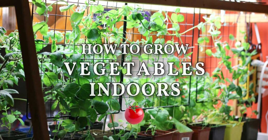 FB-grow-vegetables-indoors-v3.jpg