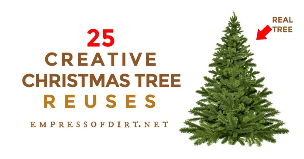 FB-reuse-christmas-tree-v1.jpg