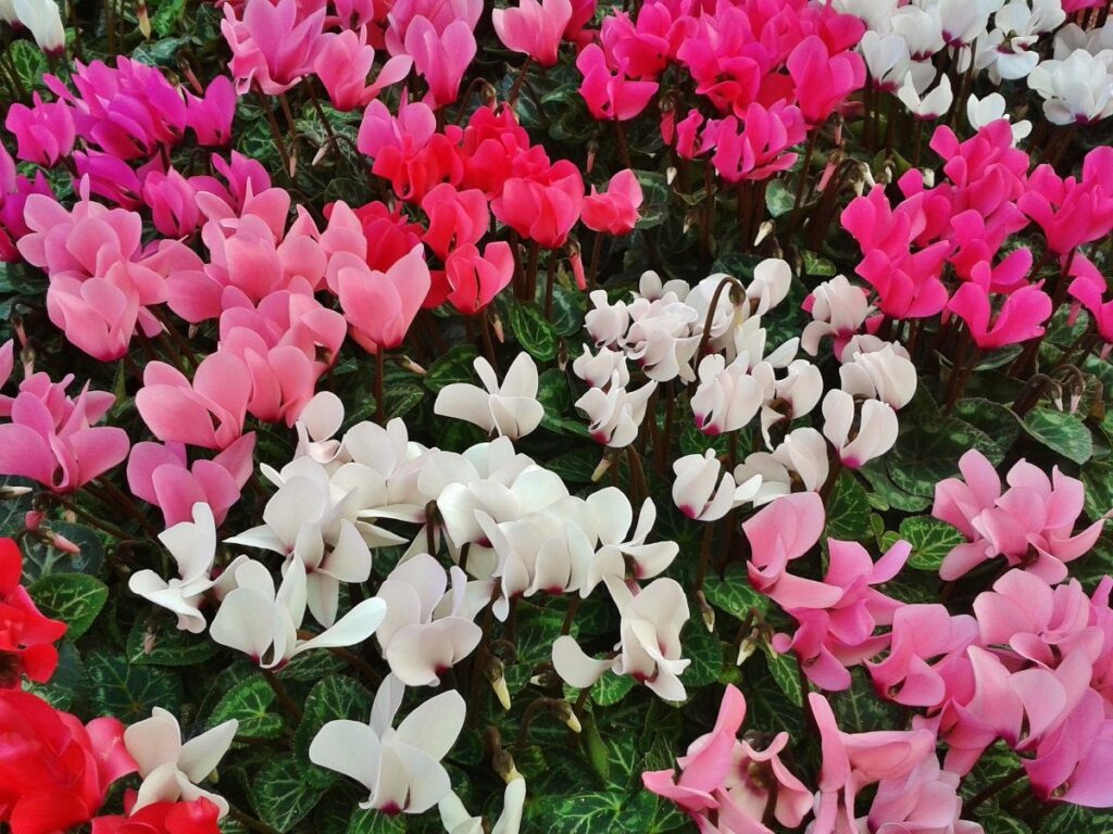 cyclamen-480477_1920.jpg