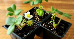 fb-grow-strawberry-seed-v2.jpg