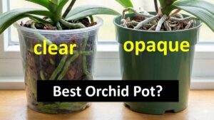 orchid-pot.jpg